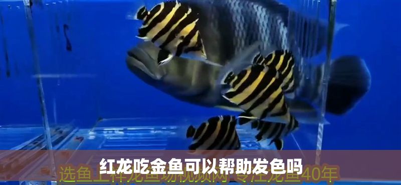 紅龍吃金魚可以幫助發色嗎 紅龍吃金魚可以幫助發色嗎 龍魚百科 第1張