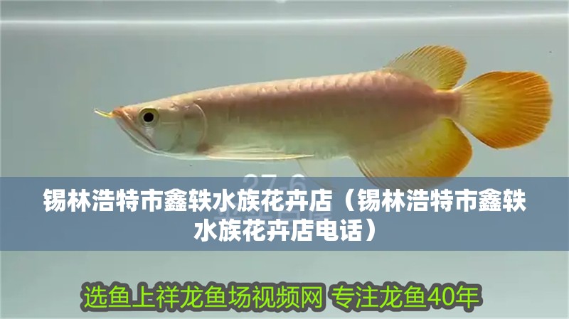 錫林浩特市鑫軼水族花卉店（錫林浩特市鑫軼水族花卉店電話）