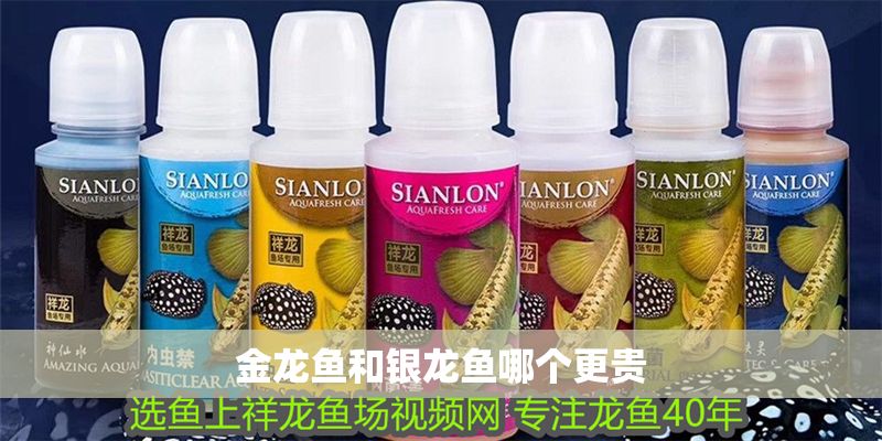金龍魚和銀龍魚哪個更貴