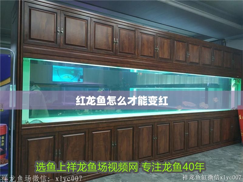 紅龍魚怎么才能變紅