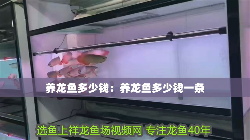 養(yǎng)龍魚多少錢：養(yǎng)龍魚多少錢一條