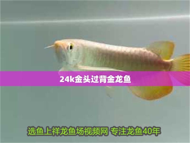 24k金頭過背金龍魚