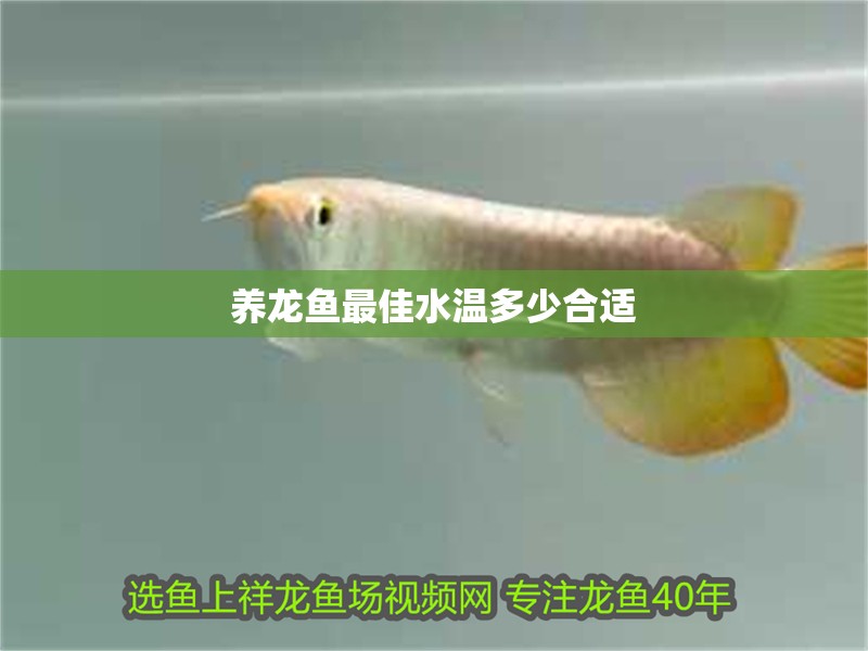 養(yǎng)龍魚最佳水溫多少合適