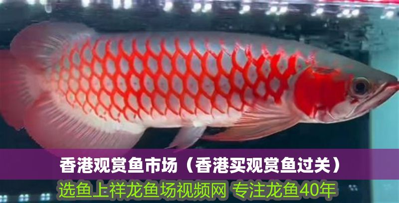香港觀賞魚市場（香港買觀賞魚過關）