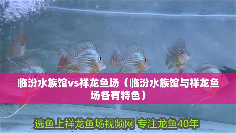 臨汾水族館vs祥龍魚(yú)場(chǎng)（臨汾水族館與祥龍魚(yú)場(chǎng)各有特色） 臨汾水族館vs祥龍魚(yú)場(chǎng)（臨汾水族館與祥龍魚(yú)場(chǎng)各有特色） 全國(guó)水族館企業(yè)名錄 第1張