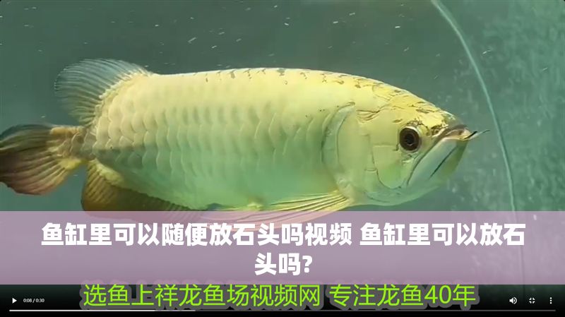 魚缸里可以隨便放石頭嗎視頻 魚缸里可以放石頭嗎?