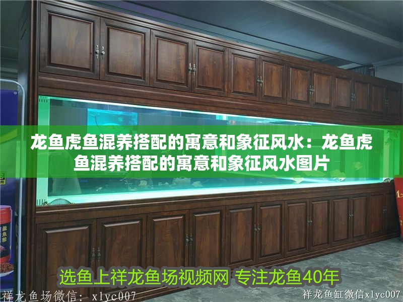 龍魚(yú)虎魚(yú)混養(yǎng)搭配的寓意和象征風(fēng)水：龍魚(yú)虎魚(yú)混養(yǎng)搭配的寓意和象征風(fēng)水圖片