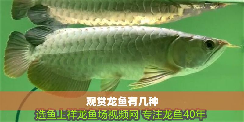 觀賞龍魚有幾種