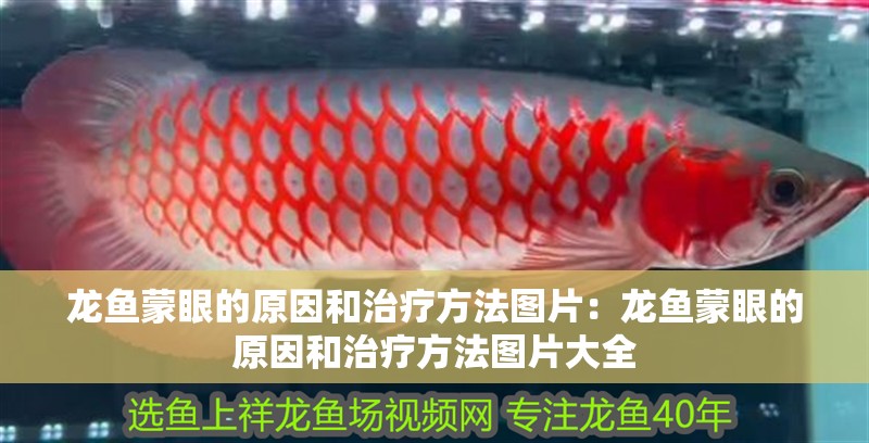龍魚(yú)蒙眼的原因和治療方法圖片：龍魚(yú)蒙眼的原因和治療方法圖片大全