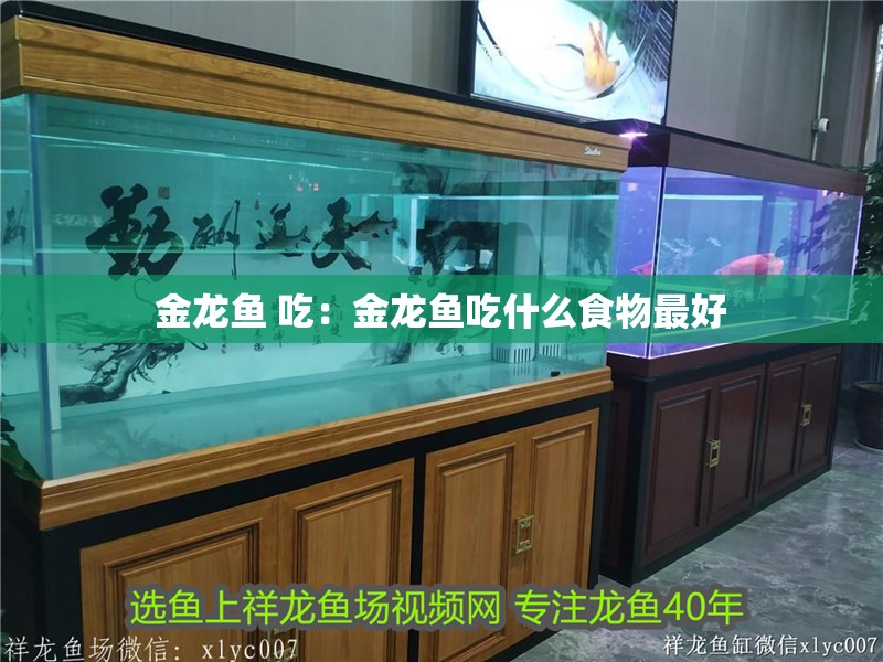 金龍魚 吃：金龍魚吃什么食物最好