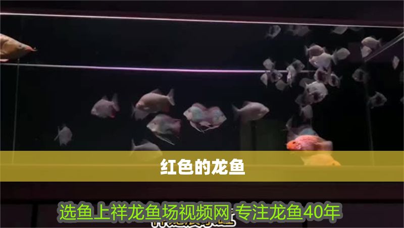 紅色的龍魚