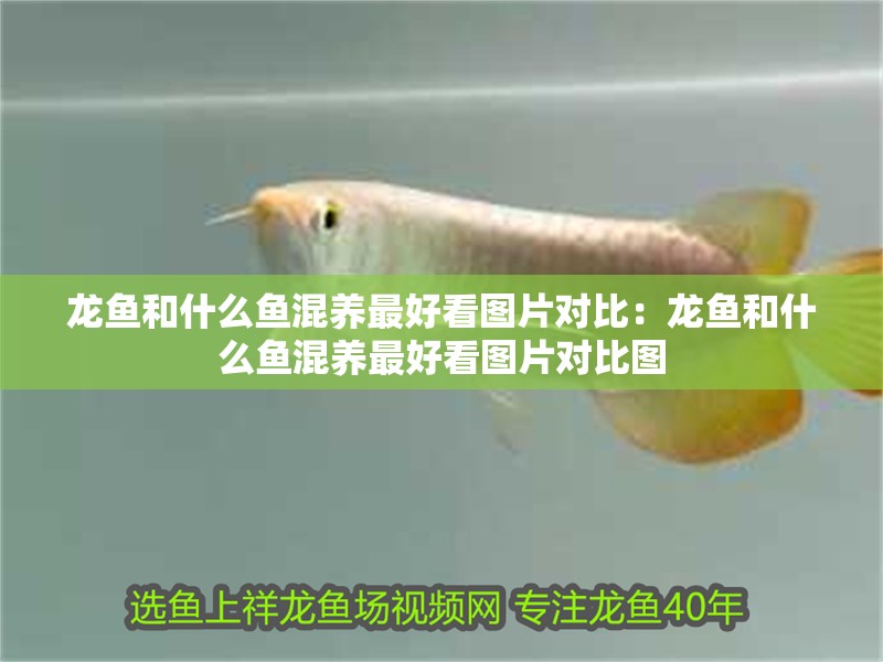 龍魚和什么魚混養最好看圖片對比：龍魚和什么魚混養最好看圖片對比圖