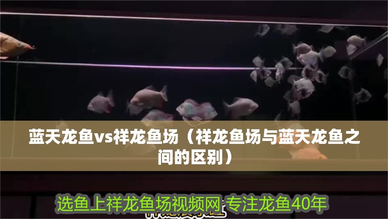 藍天龍魚vs祥龍魚場（祥龍魚場與藍天龍魚之間的區別）