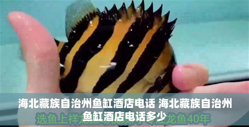 海北藏族自治州魚缸酒店電話 海北藏族自治州魚缸酒店電話多少