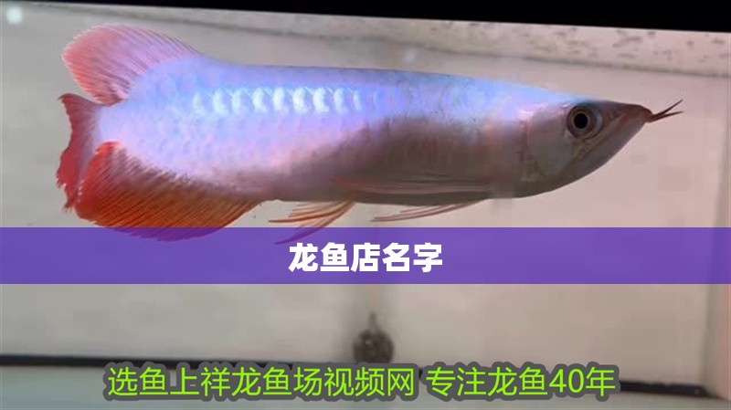 龍魚店名字
