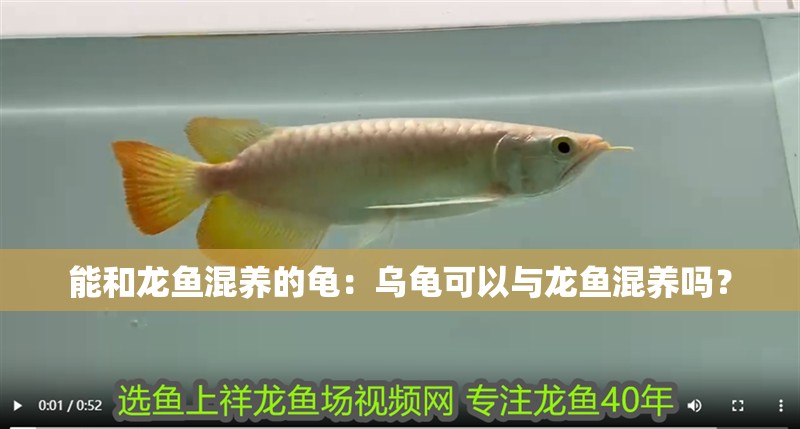 能和龍魚混養的龜：烏龜可以與龍魚混養嗎？
