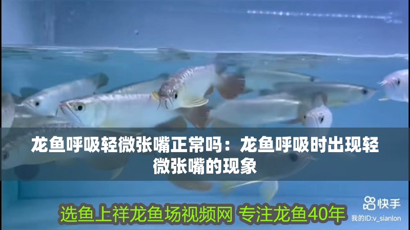 龍魚呼吸輕微張嘴正常嗎：龍魚呼吸時出現輕微張嘴的現象