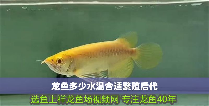 龍魚多少水溫合適繁殖后代