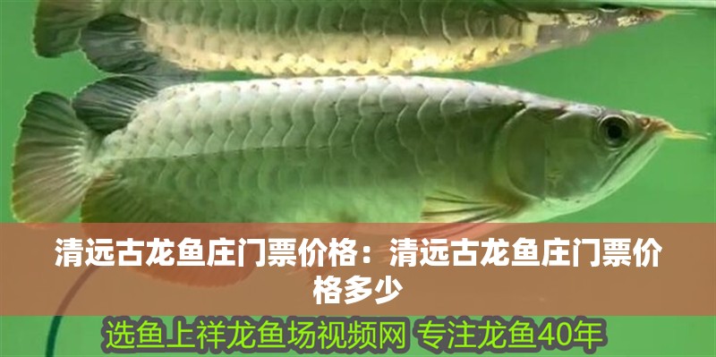 清遠(yuǎn)古龍魚莊門票價(jià)格：清遠(yuǎn)古龍魚莊門票價(jià)格多少