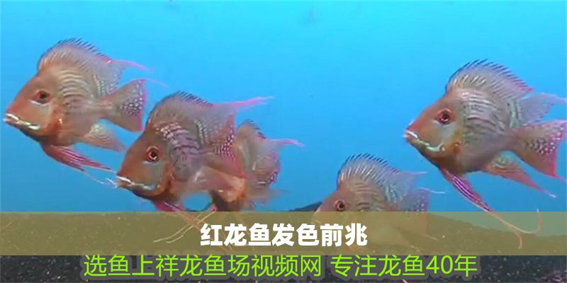 紅龍魚發色前兆