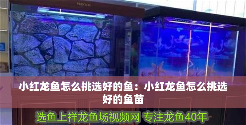 小紅龍魚怎么挑選好的魚：小紅龍魚怎么挑選好的魚苗 小紅龍魚怎么挑選好的魚：小紅龍魚怎么挑選好的魚苗 水族問答