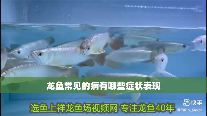 龍魚常見的病有哪些癥狀表現