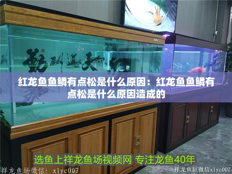 紅龍魚魚鱗有點松是什么原因：紅龍魚魚鱗有點松是什么原因造成的