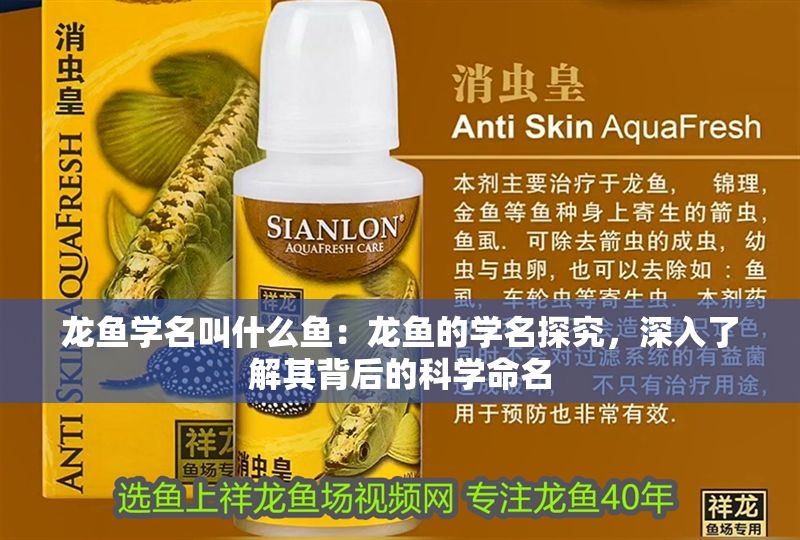 龍魚學名叫什么魚：龍魚的學名探究，深入了解其背后的科學命名