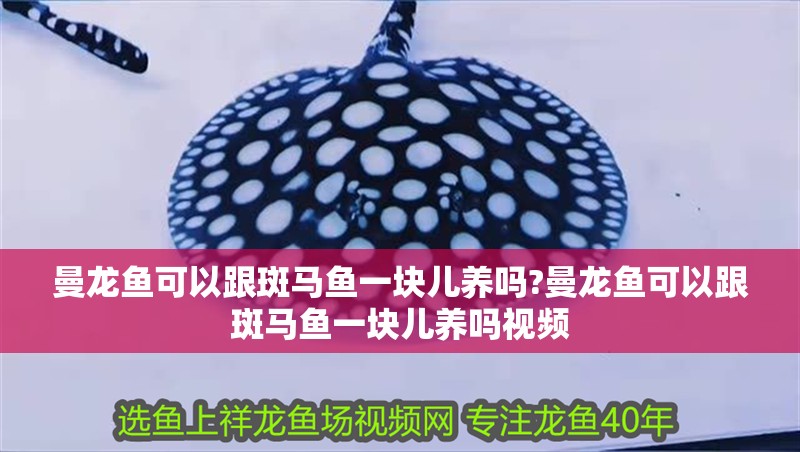曼龍魚可以跟斑馬魚一塊兒養嗎?曼龍魚可以跟斑馬魚一塊兒養嗎視頻