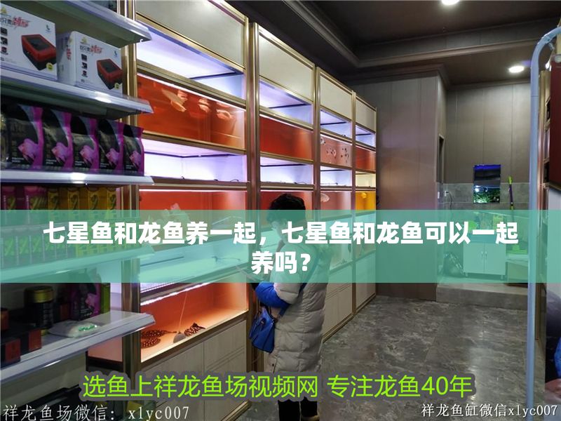 七星魚和龍魚養(yǎng)一起，七星魚和龍魚可以一起養(yǎng)嗎？