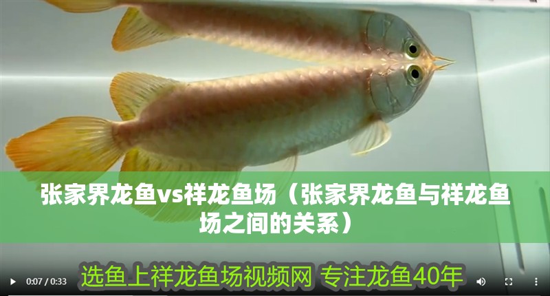 張家界龍魚vs祥龍魚場（張家界龍魚與祥龍魚場之間的關系）