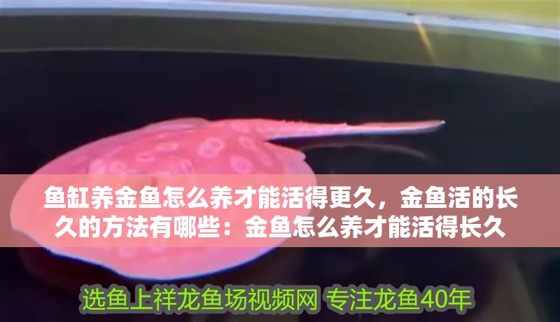 魚缸養金魚怎么養才能活得更久，金魚活的長久的方法有哪些：金魚怎么養才能活得長久
