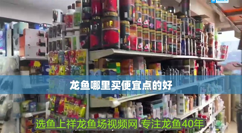 龍魚哪里買便宜點的好
