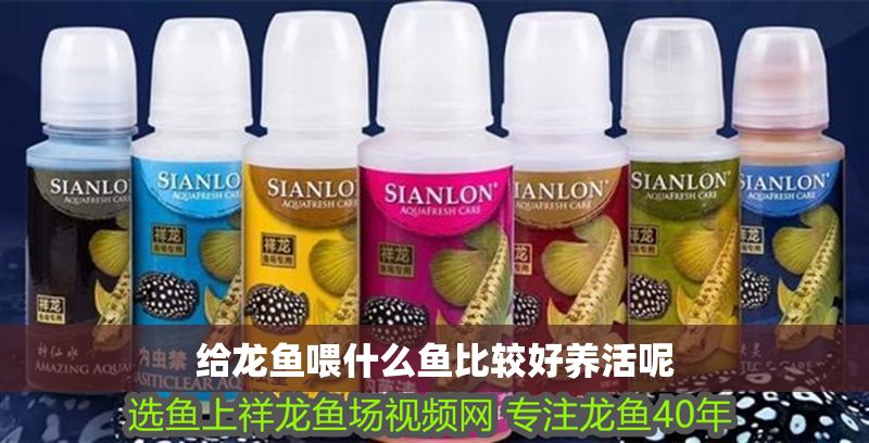 給龍魚喂什么魚比較好養(yǎng)活呢