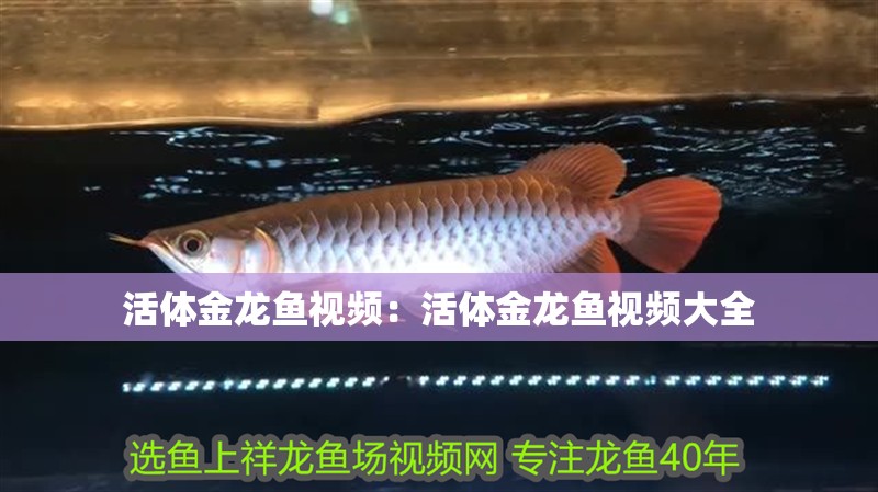活體金龍魚視頻：活體金龍魚視頻大全