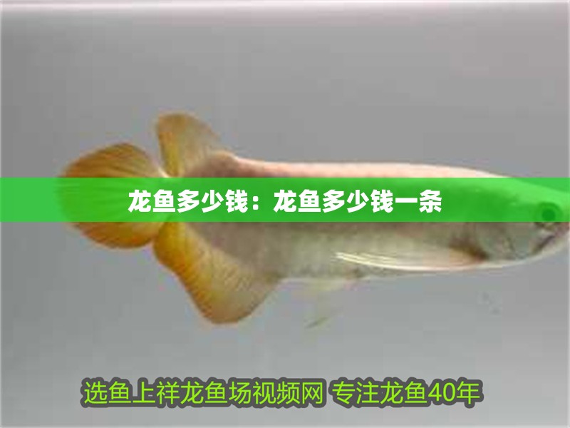 龍魚多少錢：龍魚多少錢一條