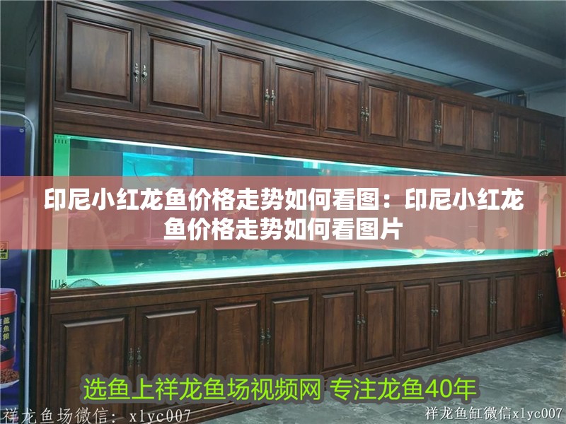 印尼小紅龍魚價(jià)格走勢如何看圖：印尼小紅龍魚價(jià)格走勢如何看圖片 印尼小紅龍魚價(jià)格走勢如何看圖：印尼小紅龍魚價(jià)格走勢如何看圖片 水族問答