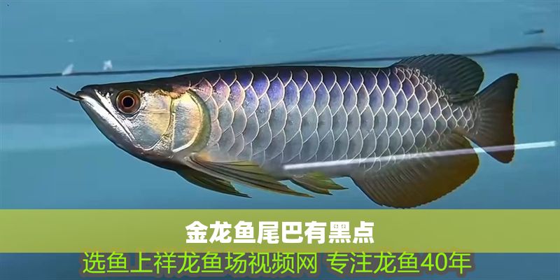 金龍魚尾巴有黑點