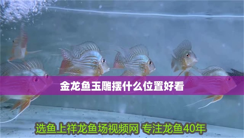 金龍魚玉雕擺什么位置好看 龍魚百科 第2張 金龍魚玉雕擺什么位置好看 金龍魚玉雕擺什么位置好看 龍魚百科 第2張