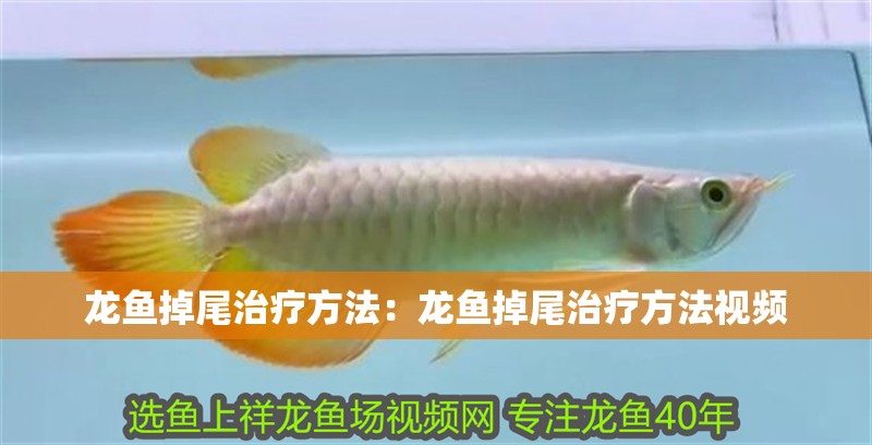龍魚掉尾治療方法：龍魚掉尾治療方法視頻 龍魚掉尾治療方法：龍魚掉尾治療方法視頻 水族問(wèn)答