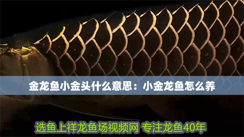金龍魚小金頭什么意思：小金龍魚怎么養