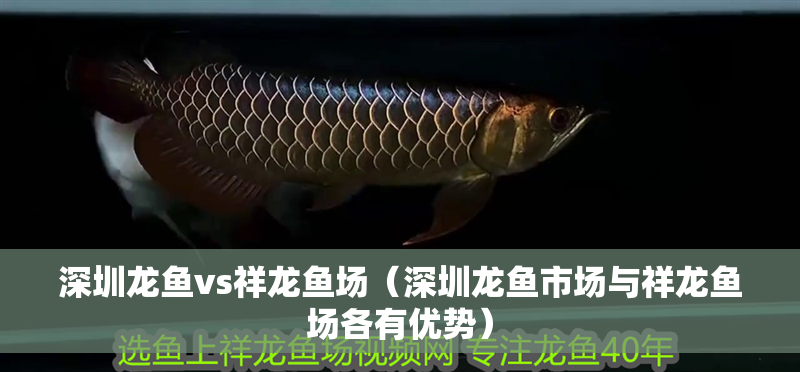 深圳龍魚vs祥龍魚場(chǎng)（深圳龍魚市場(chǎng)與祥龍魚場(chǎng)各有優(yōu)勢(shì)） 深圳龍魚vs祥龍魚場(chǎng)（深圳龍魚市場(chǎng)與祥龍魚場(chǎng)各有優(yōu)勢(shì)） 全國水族館企業(yè)名錄 第1張