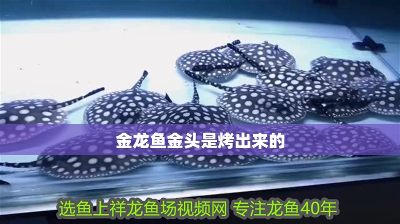 金龍魚金頭是烤出來的 金龍魚金頭是烤出來的 龍魚百科 第2張