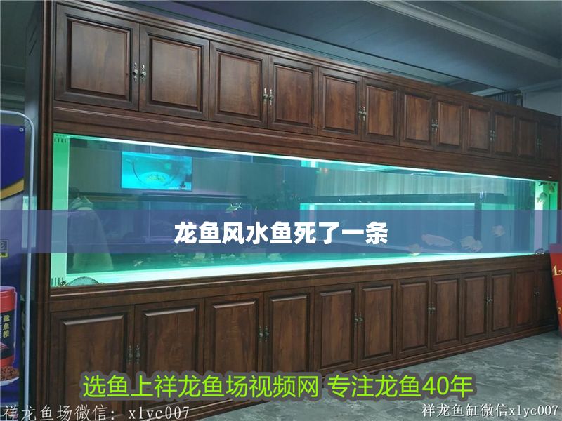 龍魚風(fēng)水魚死了一條