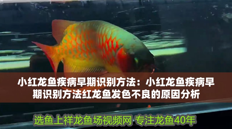 小紅龍魚疾病早期識別方法：小紅龍魚疾病早期識別方法紅龍魚發色不良的原因分析