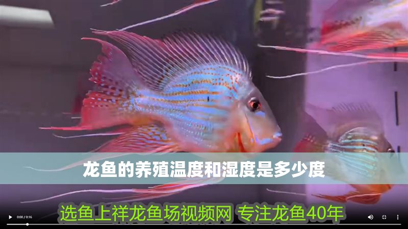龍魚的養殖溫度和濕度是多少度 龍魚的養殖溫度和濕度是多少度 龍魚百科 第2張