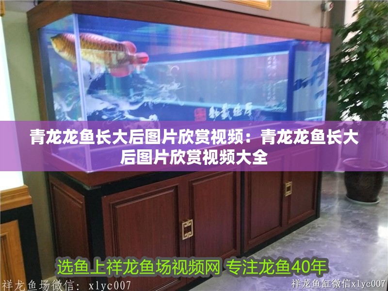 青龍龍魚長大后圖片欣賞視頻：青龍龍魚長大后圖片欣賞視頻大全 青龍龍魚長大后圖片欣賞視頻：青龍龍魚長大后圖片欣賞視頻大全 水族問答