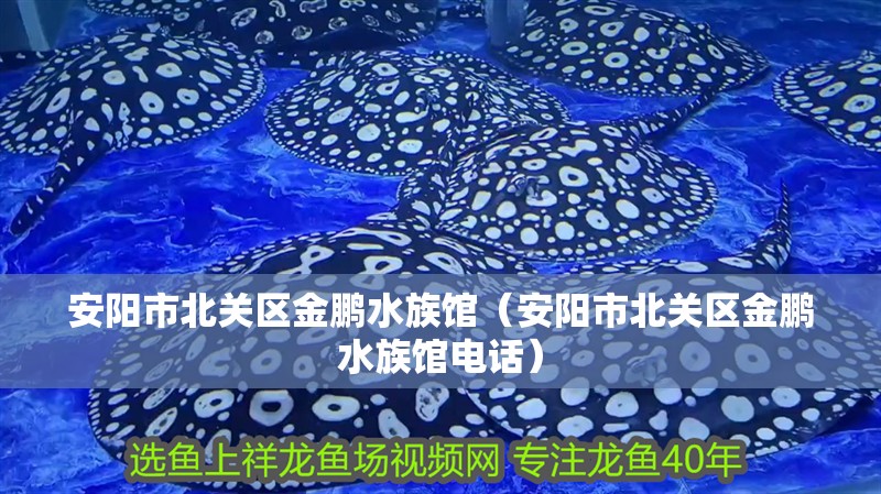 安陽市北關(guān)區(qū)金鵬水族館（安陽市北關(guān)區(qū)金鵬水族館電話）