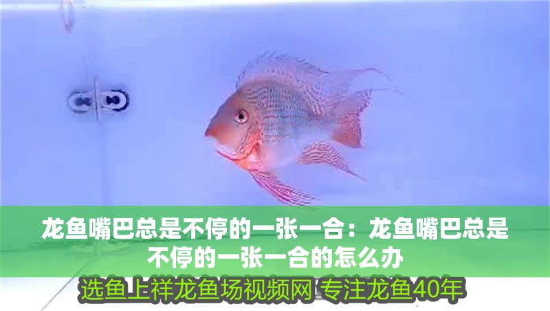 龍魚嘴巴總是不停的一張一合：龍魚嘴巴總是不停的一張一合的怎么辦