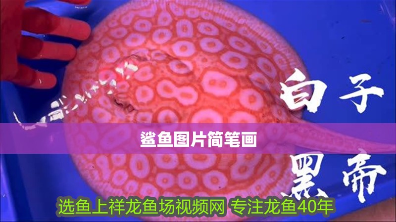 鯊魚圖片簡筆畫 鯊魚圖片簡筆畫 龍魚論壇